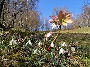 41 Bucanevi (Galanthus nivalis) e Elleboro (Helleborus niger)